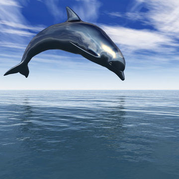 Dolphin Stock Image